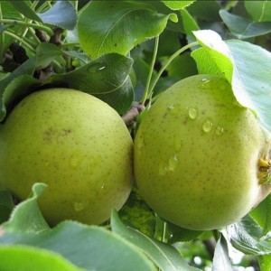 Груша Талица