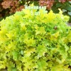 Комплект 5шт / Гейхера зеленолистная Лайм Мармелад: фото и описание