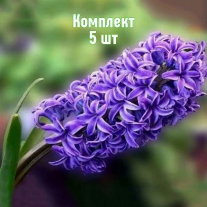 Комплект 5шт / Гиацинт Питер Стайвесант