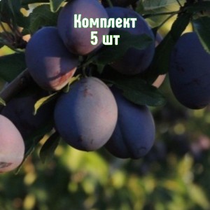 Комплект 5шт / Слива Венгерка Корнеевская