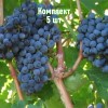 Комплект 5шт / Виноград Бордо: фото и описание