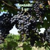 Комплект 5шт / Виноград Гранатовый: фото и описание