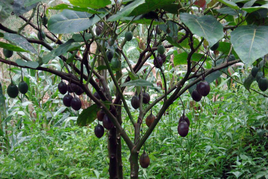 Ранние плоды. Орех черный, Juglans nigra. Мохилхин дерево. Черный орех Северная Америка. Орех черный Индиан Голд.